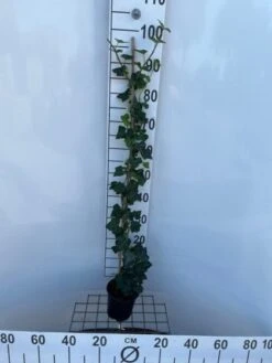 Hedera Hibernica C1.5 80-100 Cm