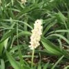 Liriope Muscari 'Monroe White' C2 Cm