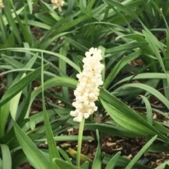 Liriope Muscari 'Monroe White' C2 Cm