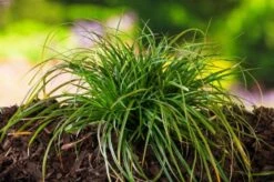 Carex Morrowii C2 Cm