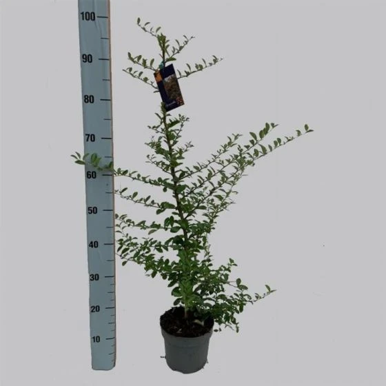 Pyracantha 'Soleil D'Or' C2 80-100 Cm 3 Pyracantha 'Soleil D'Or' C2 80-100 Cm - Afbeelding 3