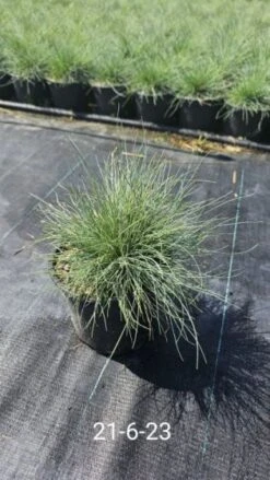 Festuca Glauca C2 Cm -Tuinbenodigdheden Verkoop 2024 VP5DTHCG b580