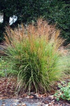 Miscanthus Sinensis 'Adagio' C5 Cm