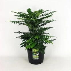Mahonia Media 'Charity' C12 50-60 Cm