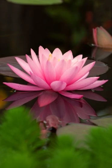 Nymphaea 'Aurora' P11 Cm 2 Nymphaea 'Aurora' P11 Cm - Afbeelding 2