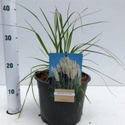 Cortaderia Selloana C4 40-50 Cm