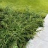 Juniperus Communis 'Repanda' C3.5 30-40 Cm