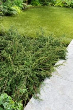 Juniperus Communis 'Repanda' C3.5 30-40 Cm