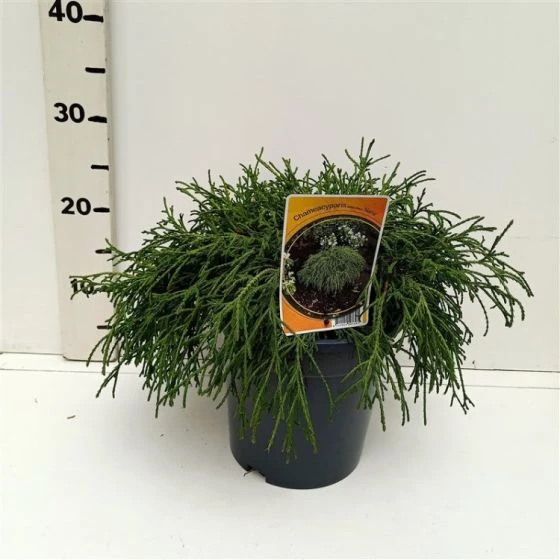 Chamaecyparis Pisifera 'Filifera Nana' C3.5 25-30 Cm 2 Chamaecyparis Pisifera 'Filifera Nana' C3.5 25-30 Cm - Afbeelding 2