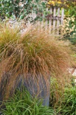 Carex 'Phoenix Green' P11 Cm