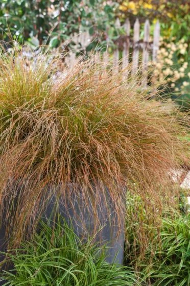 Carex 'Phoenix Green' P11 Cm 1 Carex 'Phoenix Green' P11 Cm