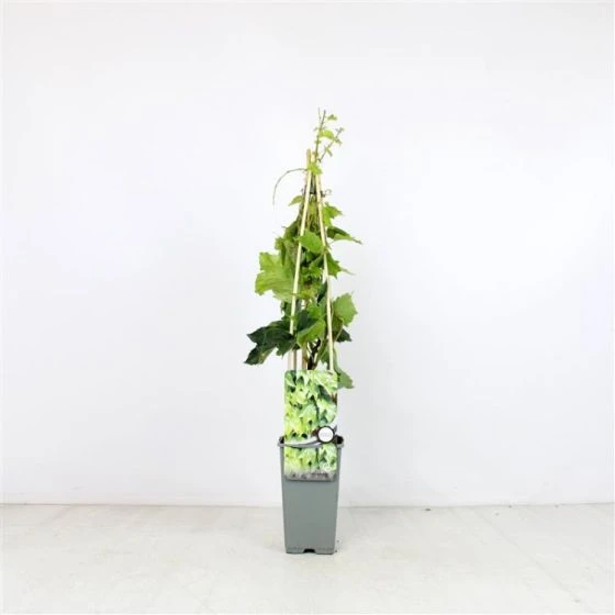 Parthenocissus Tricuspidata 'Green Spring' C2 60-70 Cm 1 Parthenocissus Tricuspidata 'Green Spring' C2 60-70 Cm