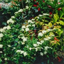 Spiraea Nipponica 'Snowmound' C2 40-60 Cm
