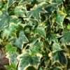 Hedera Helix 'Yellow Ripple' C2 60-80 Cm