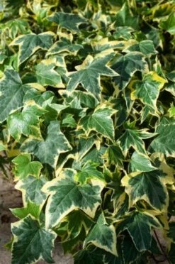 Hedera Helix 'Yellow Ripple' C2 80-100 Cm