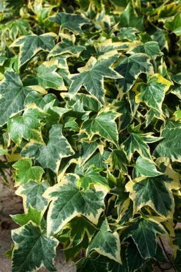 Hedera Helix 'Yellow Ripple' C2 80-100 Cm 1 Hedera Helix 'Yellow Ripple' C2 80-100 Cm