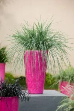 Helictotrichon Sempervirens P9 Cm