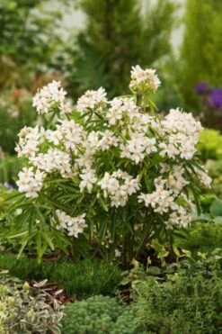 Choisya 'Aztec Pearl' C3 25-30 Cm