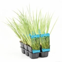 Acorus Gramineus P9 Cm -Tuinbenodigdheden Verkoop 2024 WXXLBK2K ce8f
