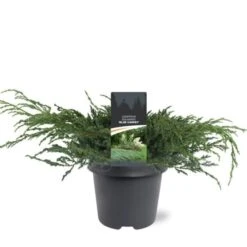 Juniperus Squamata 'Blue Carpet' C5 40-50 Cm 5 Juniperus Squamata 'Blue Carpet' C5 40-50 Cm -Tuinbenodigdheden Verkoop 2024 WYB418CC 8fcf