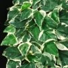 Hedera Algeriensis 'Gloire De Marengo' C5 150-175 Cm
