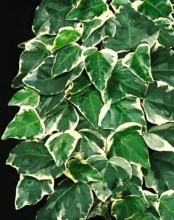 Hedera Algeriensis 'Gloire De Marengo' C5 150-175 Cm