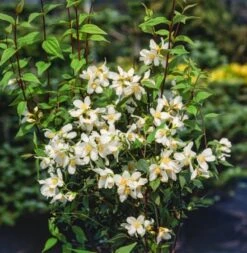 Philadelphus 'Mont Blanc' C3 40-50 Cm