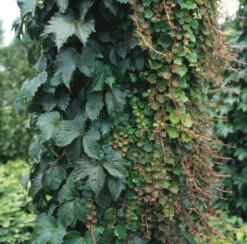 Parthenocissus Tricuspidata 'Veitchii Robusta' C2 60-70 Cm