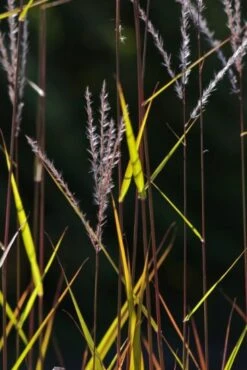 Miscanthus 'Purpurascens' P9 Cm -Tuinbenodigdheden Verkoop 2024 X9ZBSJYT c5f3