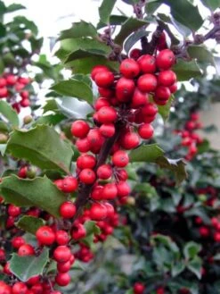 Ilex Meserveae 'Blue Princess' Kluit 40-50 Cm