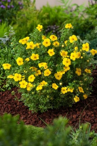 Potentilla Fruticosa 'Kobold' C2 30-35 Cm 1 Potentilla Fruticosa 'Kobold' C2 30-35 Cm