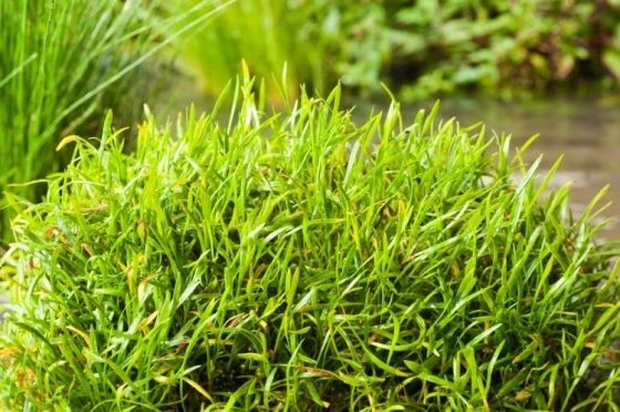 Lilaeopsis Brasiliensis M11 Cm 3 Lilaeopsis Brasiliensis M11 Cm - Afbeelding 3