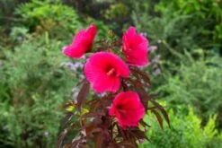 Hibiscus Moscheutos Carousel Pink Passion C2 30-40 Cm