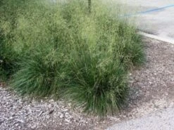 Deschampsia Cespitosa 'Schottland' P9 Cm -Tuinbenodigdheden Verkoop 2024 XTSV7JAW f66d