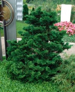 Chamaecyparis Obtusa 'Nana Gracilis' C5 25-30 Cm