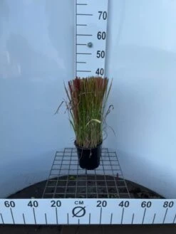 Imperata Cylindrica 'Red Baron' C2.5 30-40 Cm -Tuinbenodigdheden Verkoop 2024 XWHDBTC2 d54e
