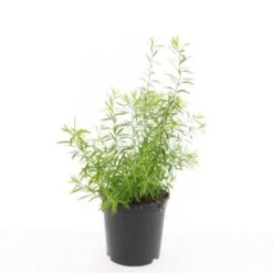 Spiraea Thunbergii C1.5 Cm