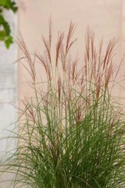 Miscanthus Sinensis 'Kleine Silberspinne' P11 Cm