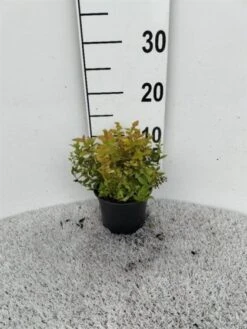 Nieuwkomers -Tuinbenodigdheden Verkoop 2024 Y47W49Z6 b165