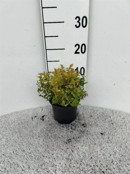 Spiraea Japonica 'Golden Princess' C1.5 10-15 Cm 2 Spiraea Japonica 'Golden Princess' C1.5 10-15 Cm - Afbeelding 2