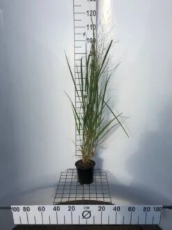 Panicum Virgatum 'Northwind' C2.5 40-50 Cm -Tuinbenodigdheden Verkoop 2024 Y4YBZ24A 92d8