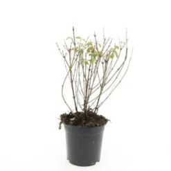 Fuchsia 'Riccartonii' C1.5 Cm