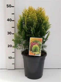 Thuja Occidentalis 'Aurea Nana' C3.5 25-30 Cm