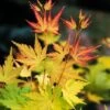 Acer Palmatum 'Orange Dream' C5 60-80 Cm