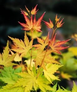 Acer Palmatum 'Orange Dream' C5 60-80 Cm