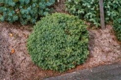 Picea Glauca 'Echiniformis' C3.5 20-25 Cm -Tuinbenodigdheden Verkoop 2024 YBDXH7SH 6e16