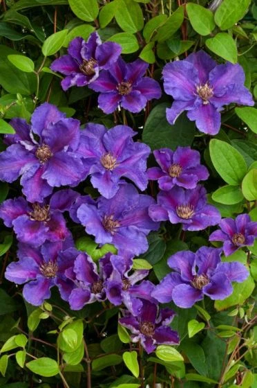 Clematis 'Ashva' C2 60-70 Cm 2 Clematis 'Ashva' C2 60-70 Cm - Afbeelding 2