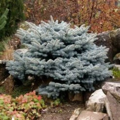 Picea Pungens 'Glauca Globosa' C20 Cm Stam 180