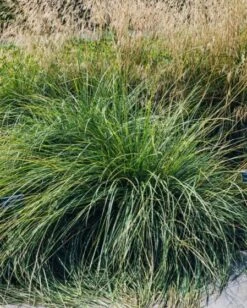 Festuca Mairei C2 Cm