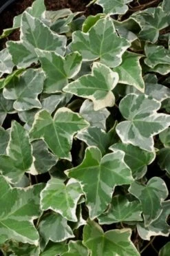 Hedera Helix 'Glacier' C2 60-80 Cm